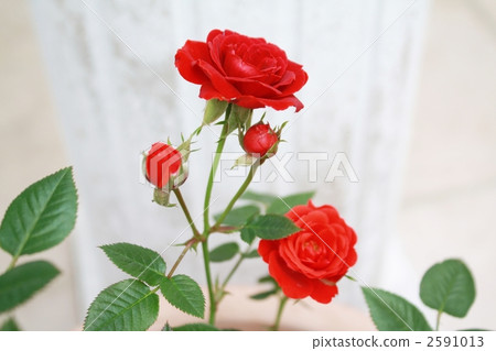 stock photo: mini rose, rose, roses