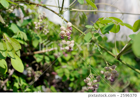 照片素材(图片 五叶木通 绞股蓝 中草药