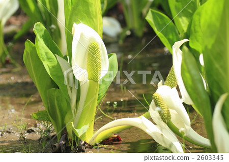asian skunk cabbage, spathe, white