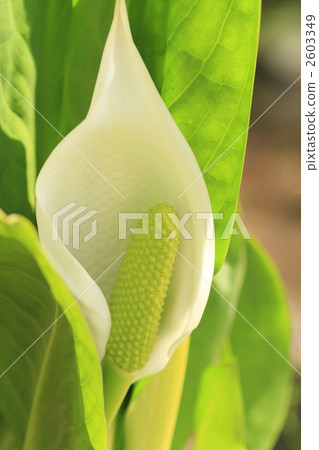 asian skunk cabbage, spathe, white