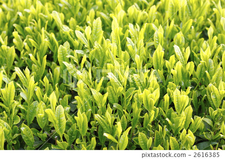 萌芽 翠绿 新茶叶