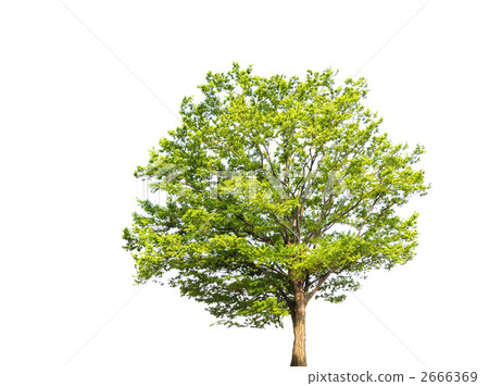 wood, tree, tree trunk