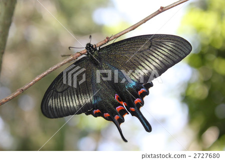 stock photo: crow bean jelly - 1 immediately after emergence