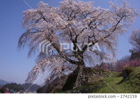 photo : cherry tree, weeping cherry tree, matabei cherry tree