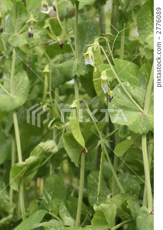 图库照片 紫花豌豆 豆 豆子