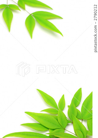 图库照片: 南部天空 树叶 叶子
