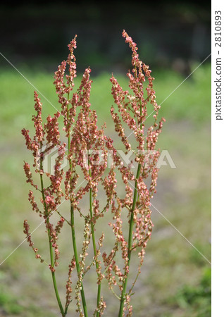 图库照片 scunho花