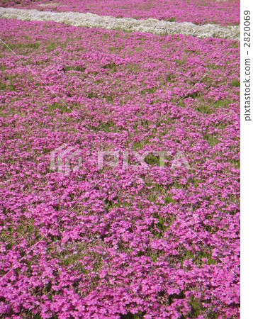 福禄考 花朵 开花