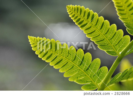 图库照片 蕨类植物