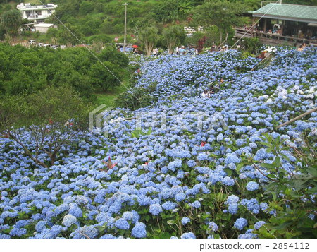 图库照片 本州町伊豆山绣球花园