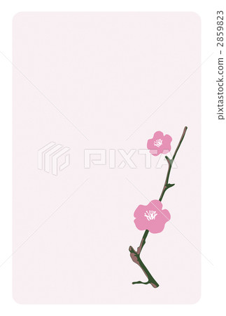图库插图 日本杏花 一朵梅花 梅