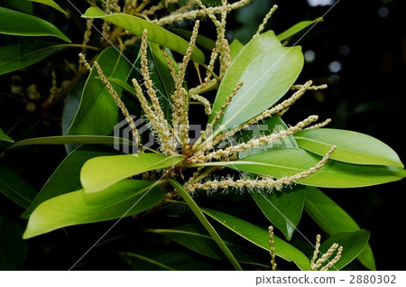 花舌怎么练图片