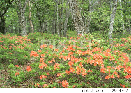 japanese azalea thicket day