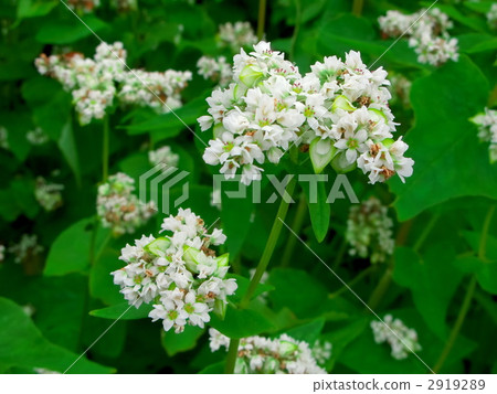 照片素材(图片 修剪 凋谢 玫瑰花