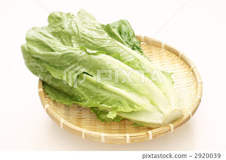 图库照片: 生菜 叶菜类 绿叶菜图片