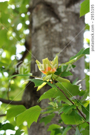 stock photo: tulip tree, liriodendron, bloom see all