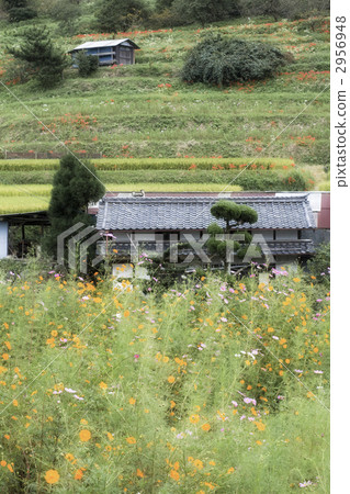 图库照片: 乡村风光 农村场景 梯田