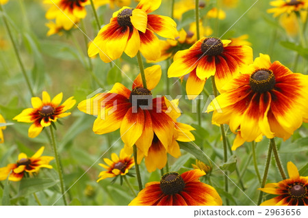 stock photo rudbeckia dark reddish-brown senec