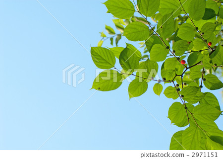 paper mulberry, hybrid mulberry, hybrid mulberry tree 2971151