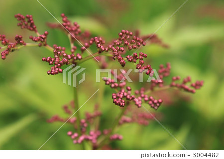 照片 蚊子草 日本绣线菊 植物 首页 照片 植物_花 观叶植物 蚊子草