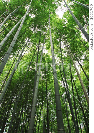 stock photo: bamboo grove