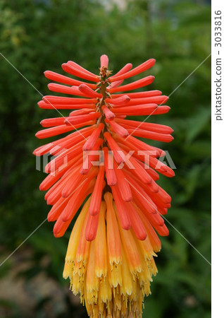 stock photo red-hot poker kniphofia uvaria bloom