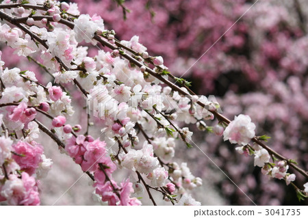 stock photo: weeping cherry, weeping cherry tree, sprout