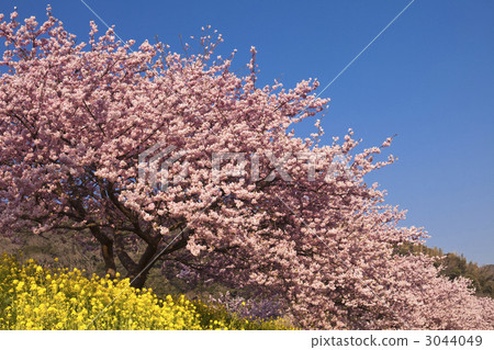 kawazu cherry blossoms, sakura, cherry tree