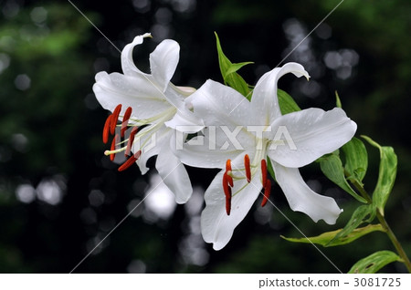 图库照片: 莉莉 卡萨布兰卡 花朵