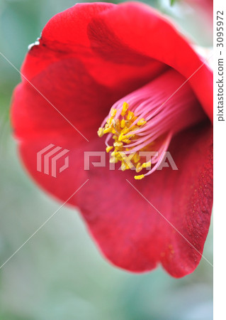 japanese camellia, red, crimson