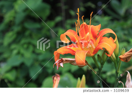 tiger daylily, blossom, flowers