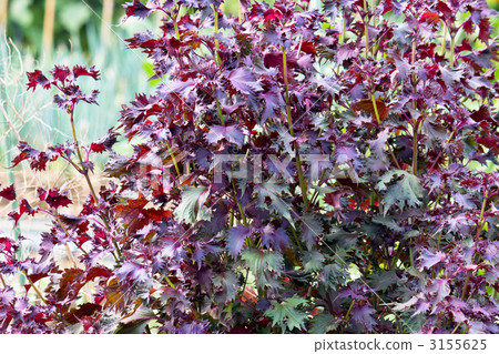 stock photo: redhead see all