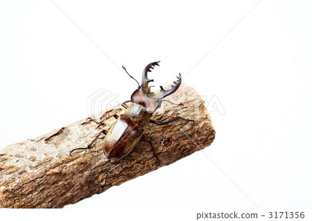 stag beetle, insect, bug