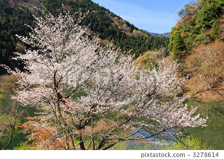 stock photo: cherry blossom, cherry tree, wild cherry tree