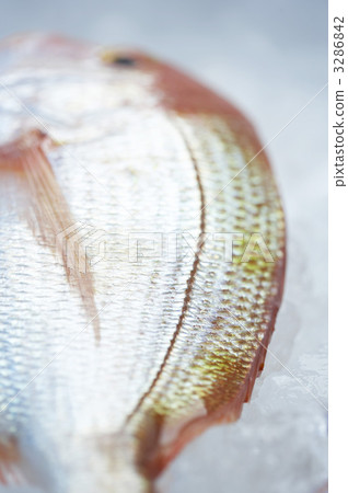 stock photo: sea bream, sparidae, fish