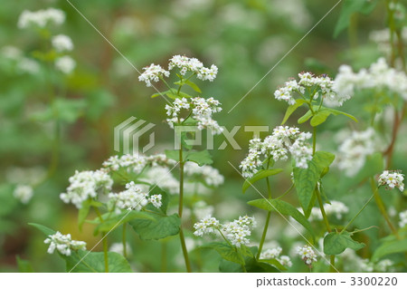 图库照片: 荞麦花