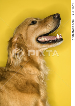 图库照片: golden retriever dog profile.