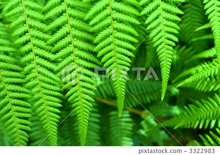 蕨类植物(植物分支) 羊齿草 翠绿