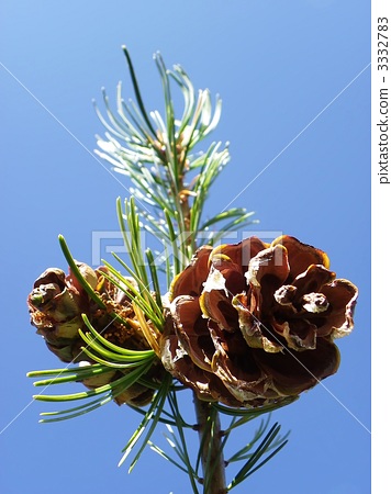 pine cone pinecone pinetree