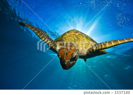 stock photo flight of green turtle