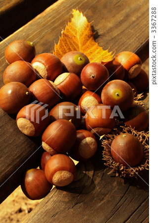 acorn, sawtooth oak, autumn