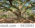 large camphor tree, camphor wood, camphor laurel