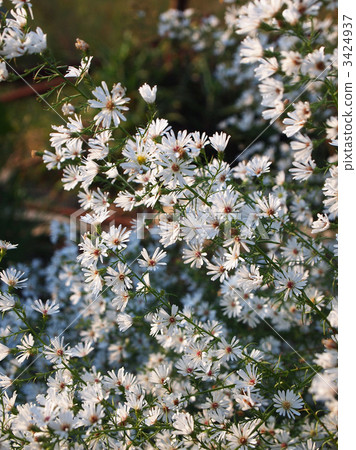 米迦勒雏菊 白孔雀 向日葵科