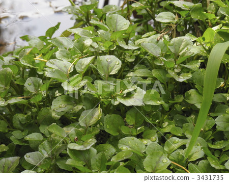 水蕴草 伊乐藻 豆瓣菜