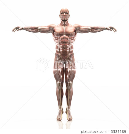脸部_身体 身体_身体部分 肌肉 插图 男性人体模型 首页 插图 脸部