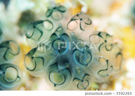 照片素材(图片): 海鞘类动物 玻璃灯罩 海鞘纲