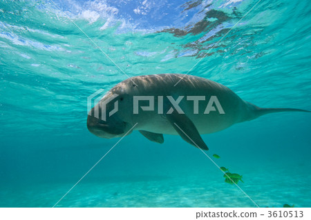 stock photo: dugong, sea creature, marine animal