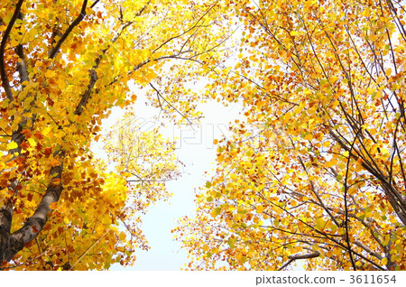 tulip tree, maple, autumn leaves