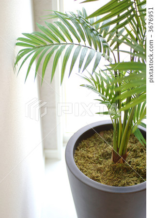 areca palm, imitation flower, foliage plant