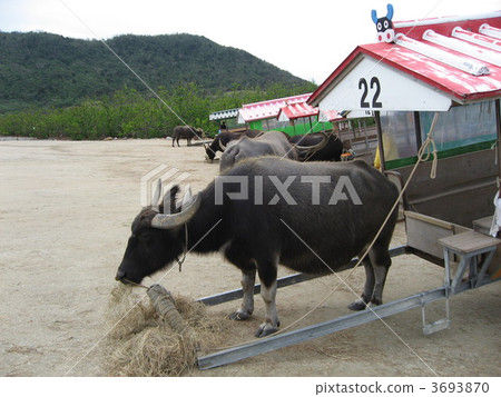 图库照片 西表岛水牛车